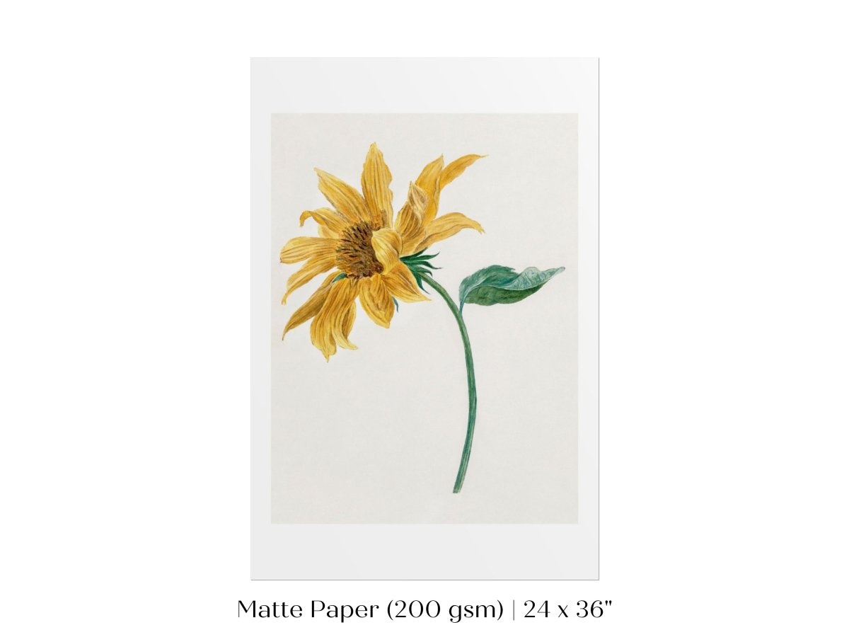 Single Sunflower | P368 - Single Art Prints - Piccolo Fiore Prints