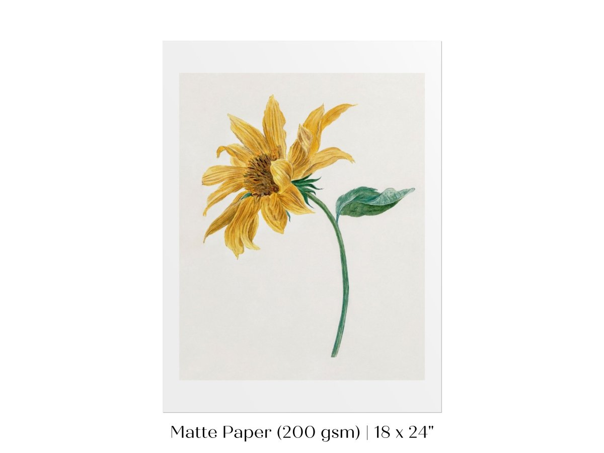 Single Sunflower | P368 - Single Art Prints - Piccolo Fiore Prints