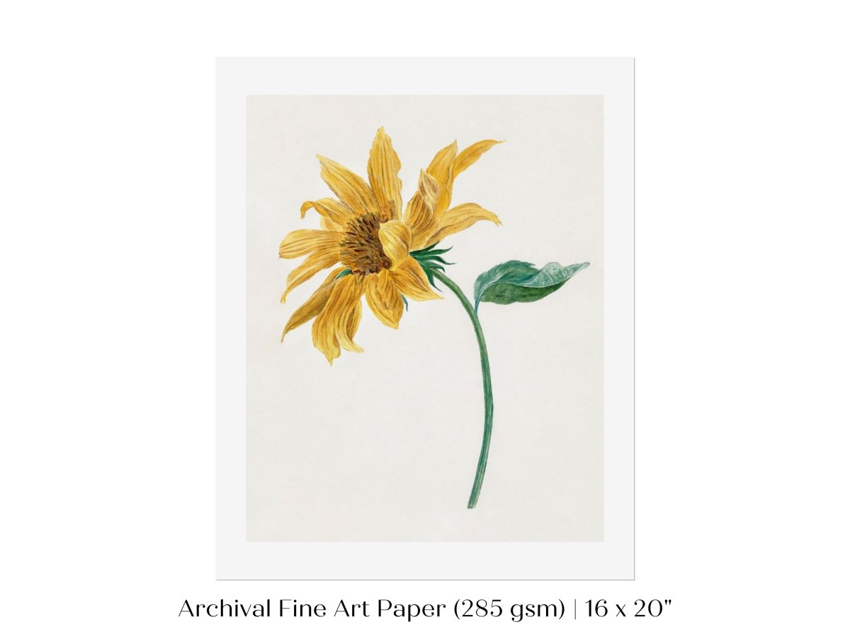 Single Sunflower | P368 - Single Art Prints - Piccolo Fiore Prints