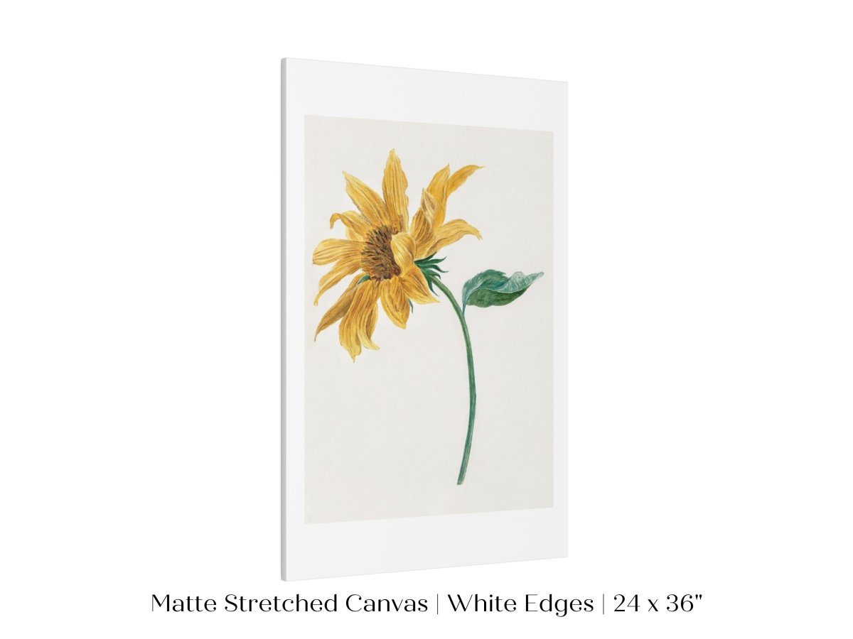 Single Sunflower | P368 - Single Art Prints - Piccolo Fiore Prints