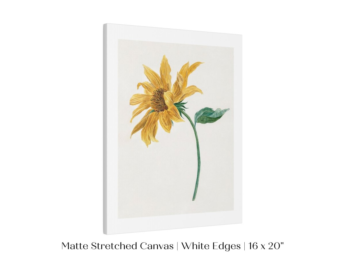 Single Sunflower | P368 - Single Art Prints - Piccolo Fiore Prints