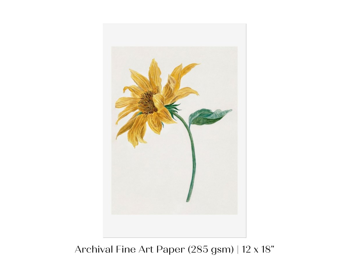Single Sunflower | P368 - Single Art Prints - Piccolo Fiore Prints