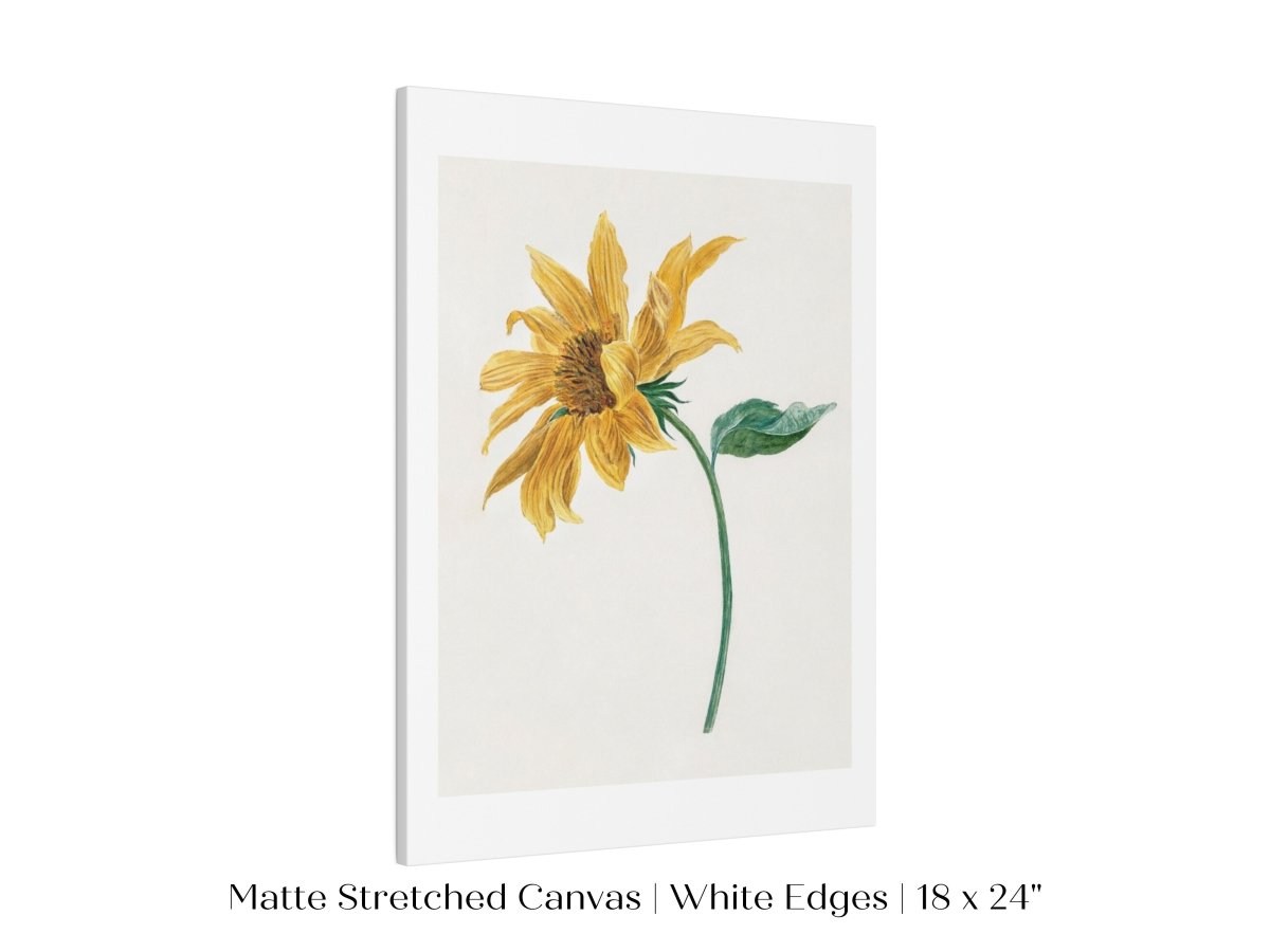 Single Sunflower | P368 - Single Art Prints - Piccolo Fiore Prints