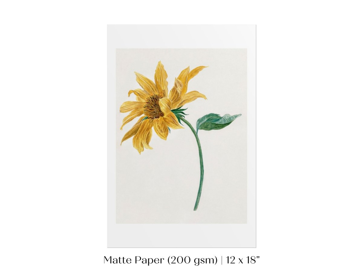 Single Sunflower | P368 - Single Art Prints - Piccolo Fiore Prints