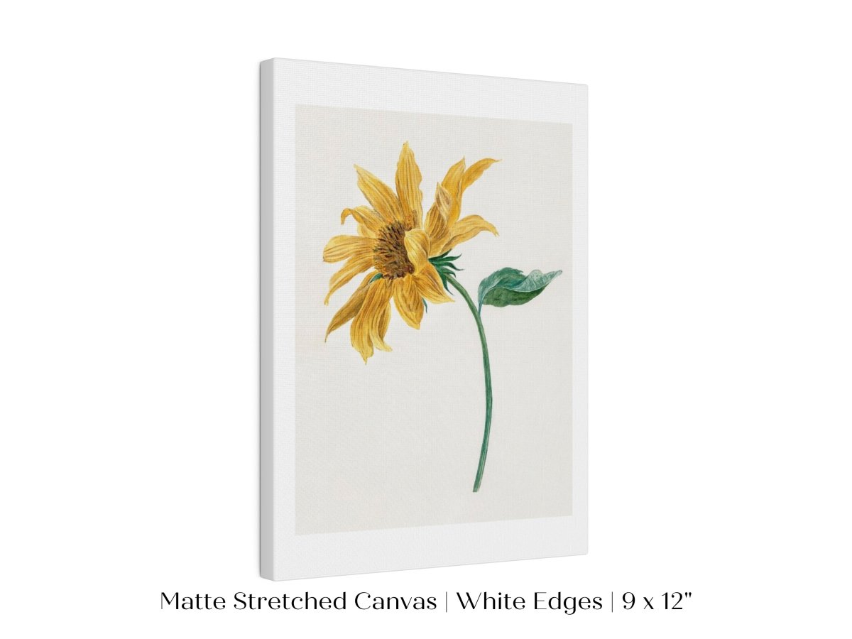 Single Sunflower | P368 - Single Art Prints - Piccolo Fiore Prints