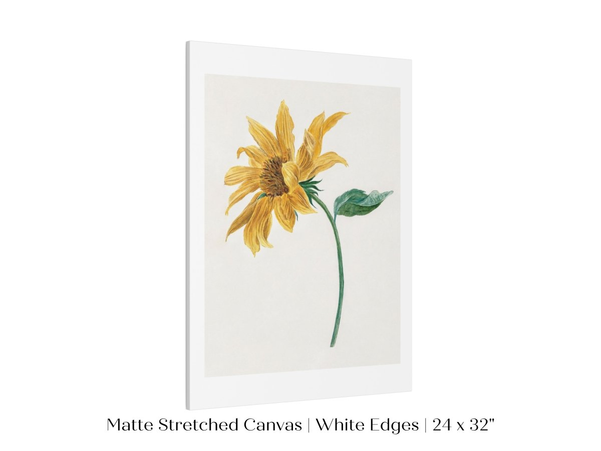 Single Sunflower | P368 - Single Art Prints - Piccolo Fiore Prints