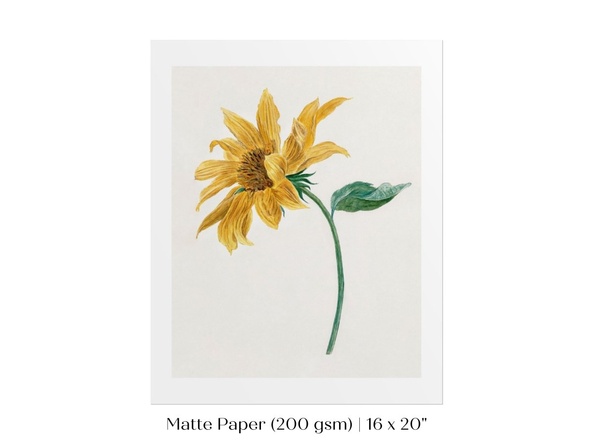 Single Sunflower | P368 - Single Art Prints - Piccolo Fiore Prints
