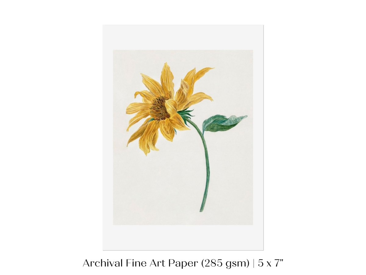 Single Sunflower | P368 - Single Art Prints - Piccolo Fiore Prints