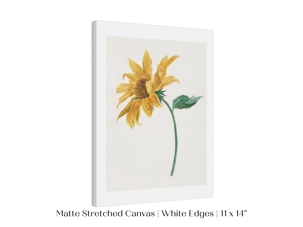 Single Sunflower | P368 - Single Art Prints - Piccolo Fiore Prints