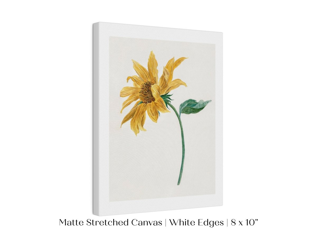 Single Sunflower | P368 - Single Art Prints - Piccolo Fiore Prints