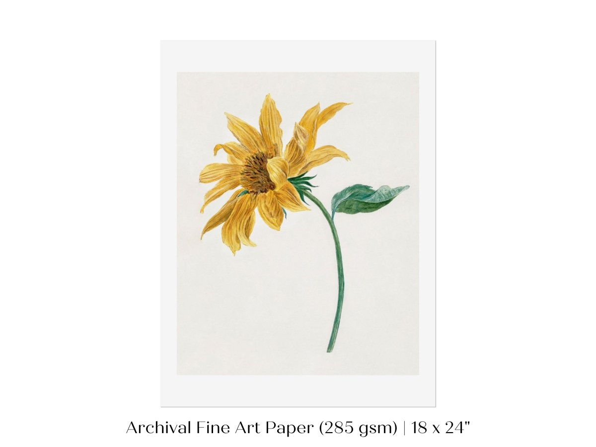 Single Sunflower | P368 - Single Art Prints - Piccolo Fiore Prints