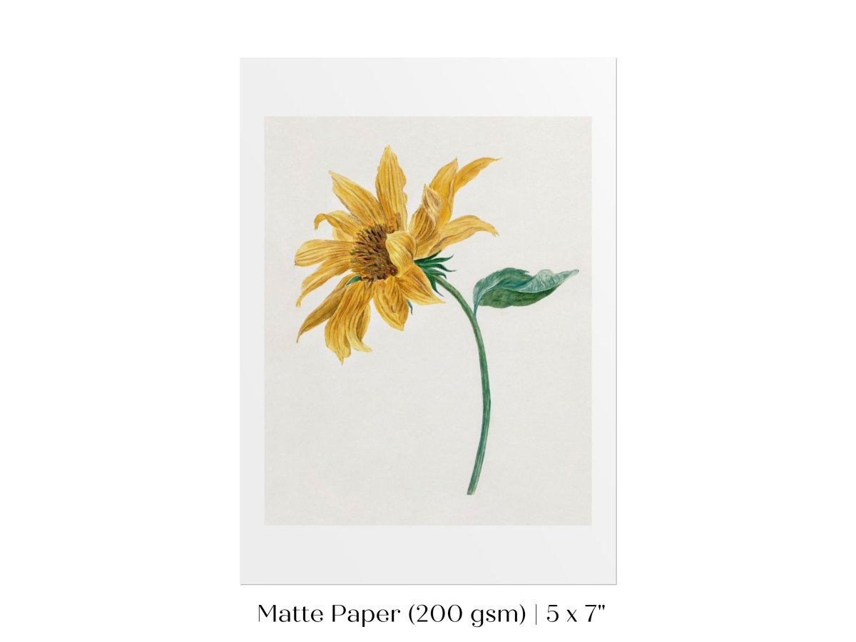 Single Sunflower | P368 - Single Art Prints - Piccolo Fiore Prints