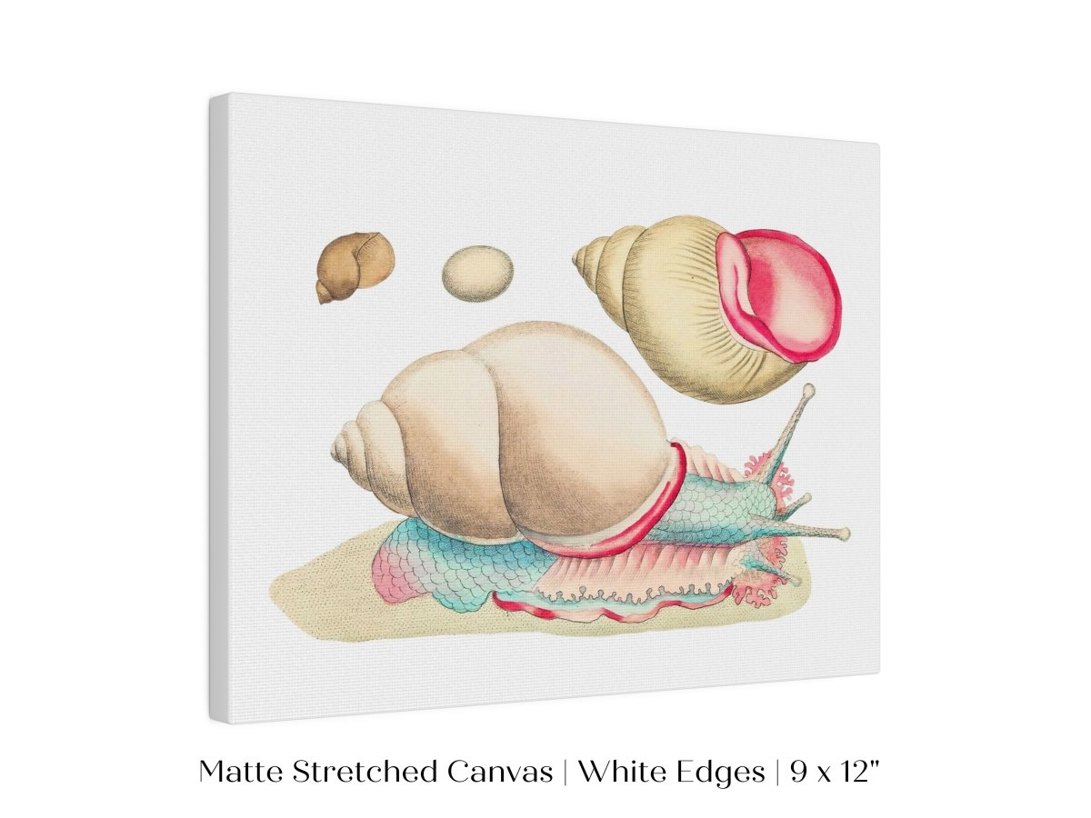 Snail Illustration | P56 - Single Art Prints - Piccolo Fiore Prints