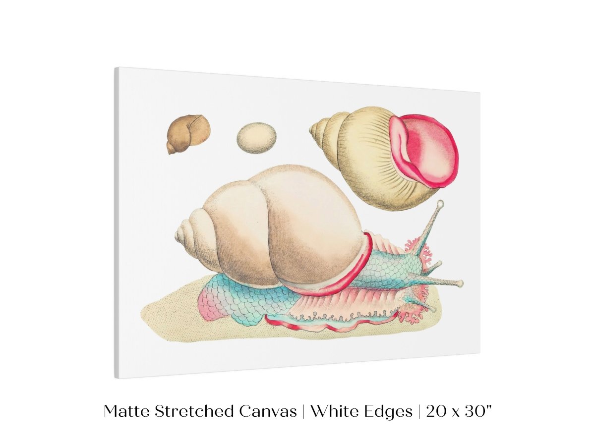 Snail Illustration | P56 - Single Art Prints - Piccolo Fiore Prints