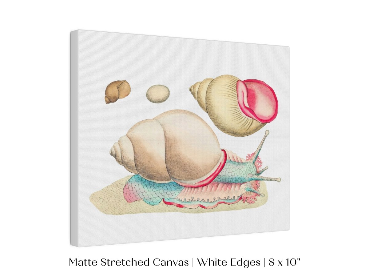 Snail Illustration | P56 - Single Art Prints - Piccolo Fiore Prints