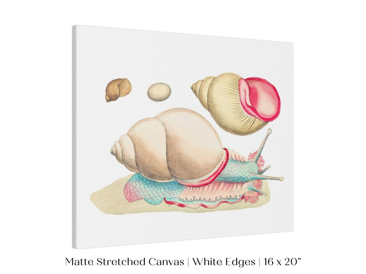 Snail Illustration | P56 - Single Art Prints - Piccolo Fiore Prints