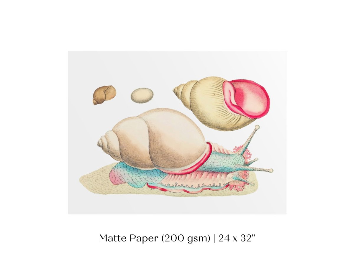 Snail Illustration | P56 - Single Art Prints - Piccolo Fiore Prints