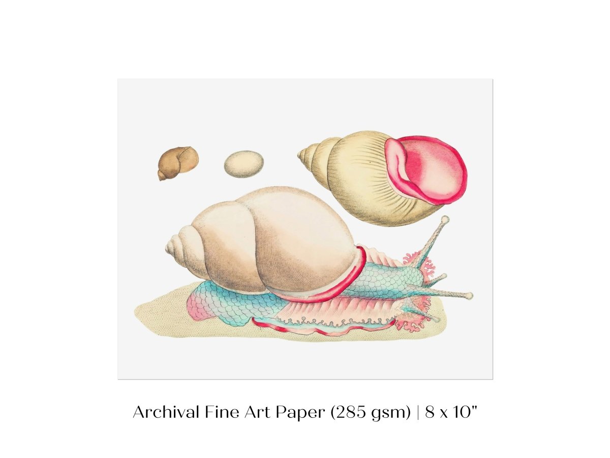 Snail Illustration | P56 - Single Art Prints - Piccolo Fiore Prints