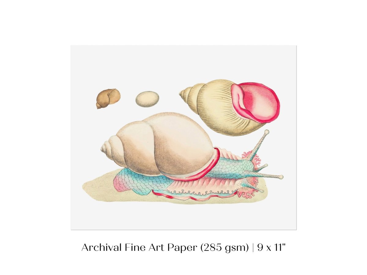 Snail Illustration | P56 - Single Art Prints - Piccolo Fiore Prints