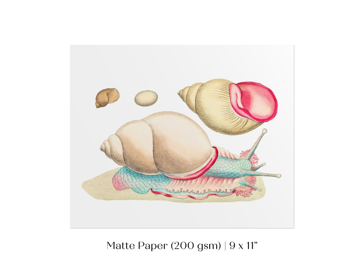 Snail Illustration | P56 - Single Art Prints - Piccolo Fiore Prints