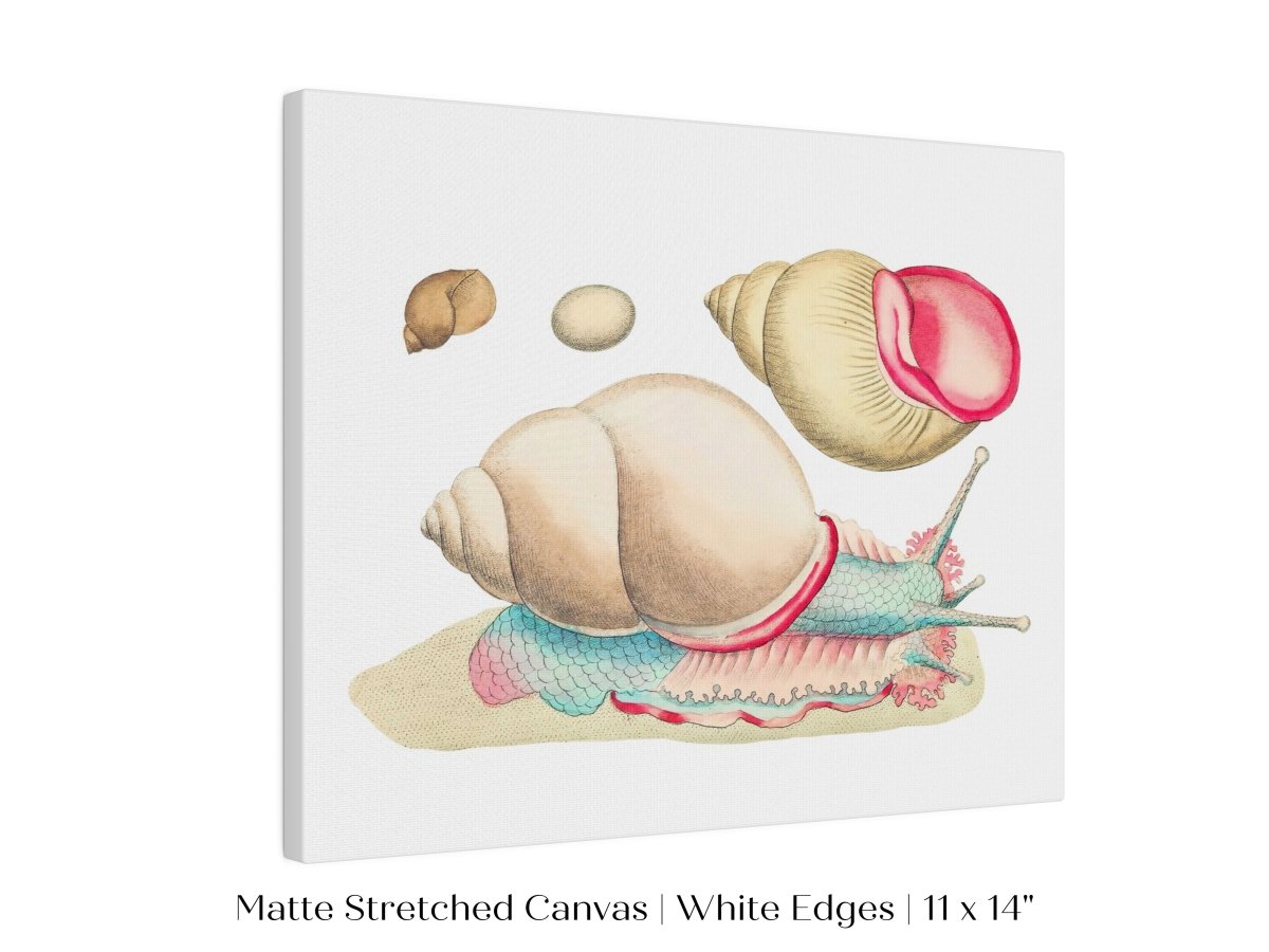 Snail Illustration | P56 - Single Art Prints - Piccolo Fiore Prints