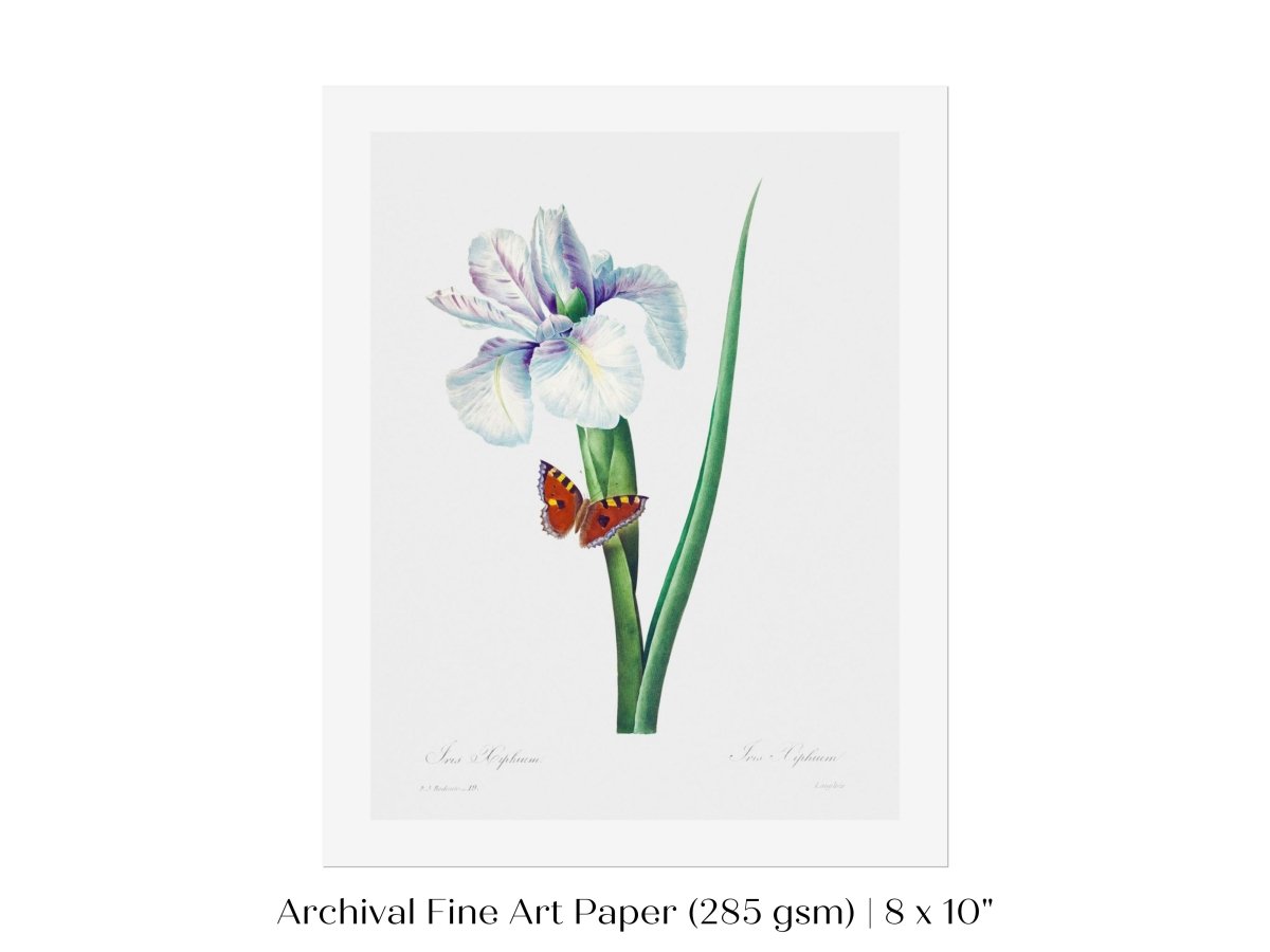 Spanish Iris and Butterfly Illustration | P556 - Single Art Prints - Piccolo Fiore Prints