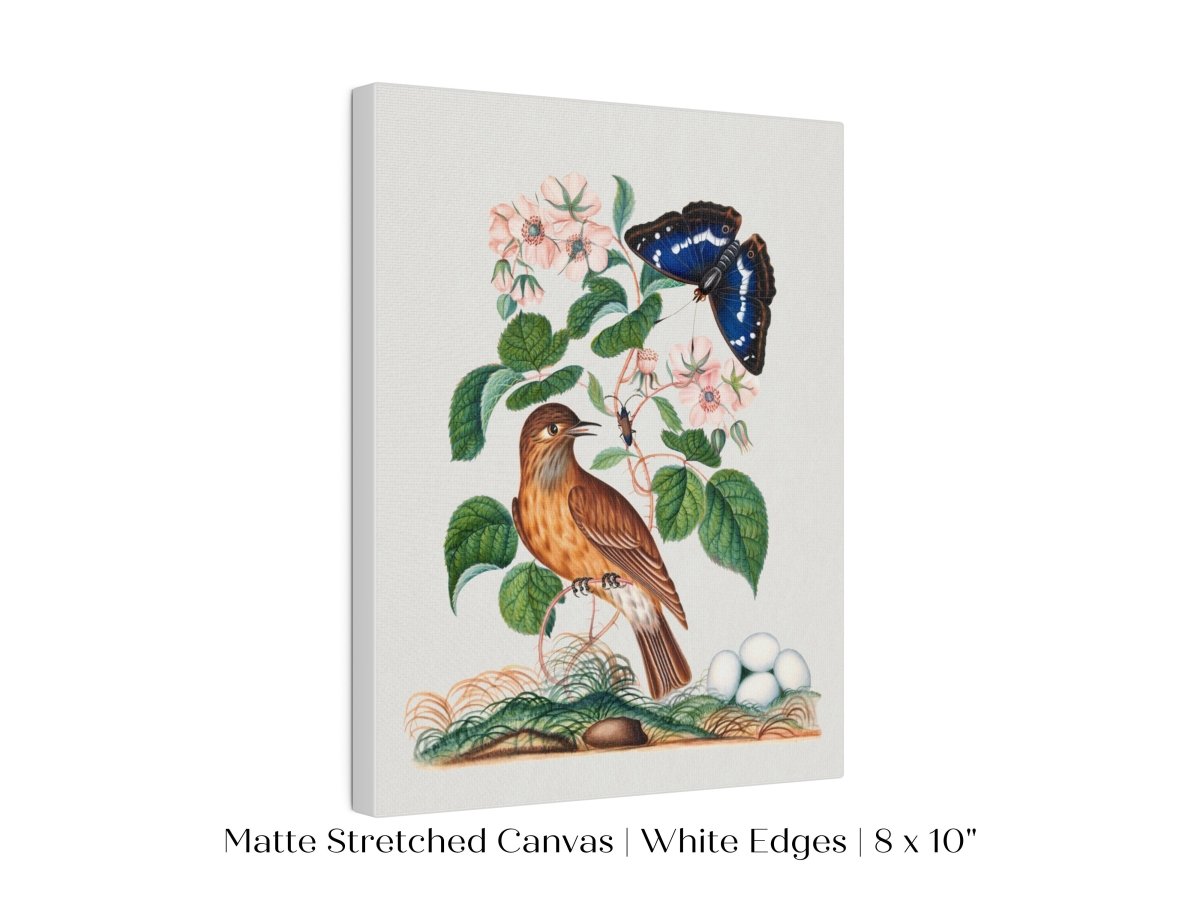 Spotted Flycatcher and Butterfly Illustration | P206 - Single Art Prints - Piccolo Fiore Prints
