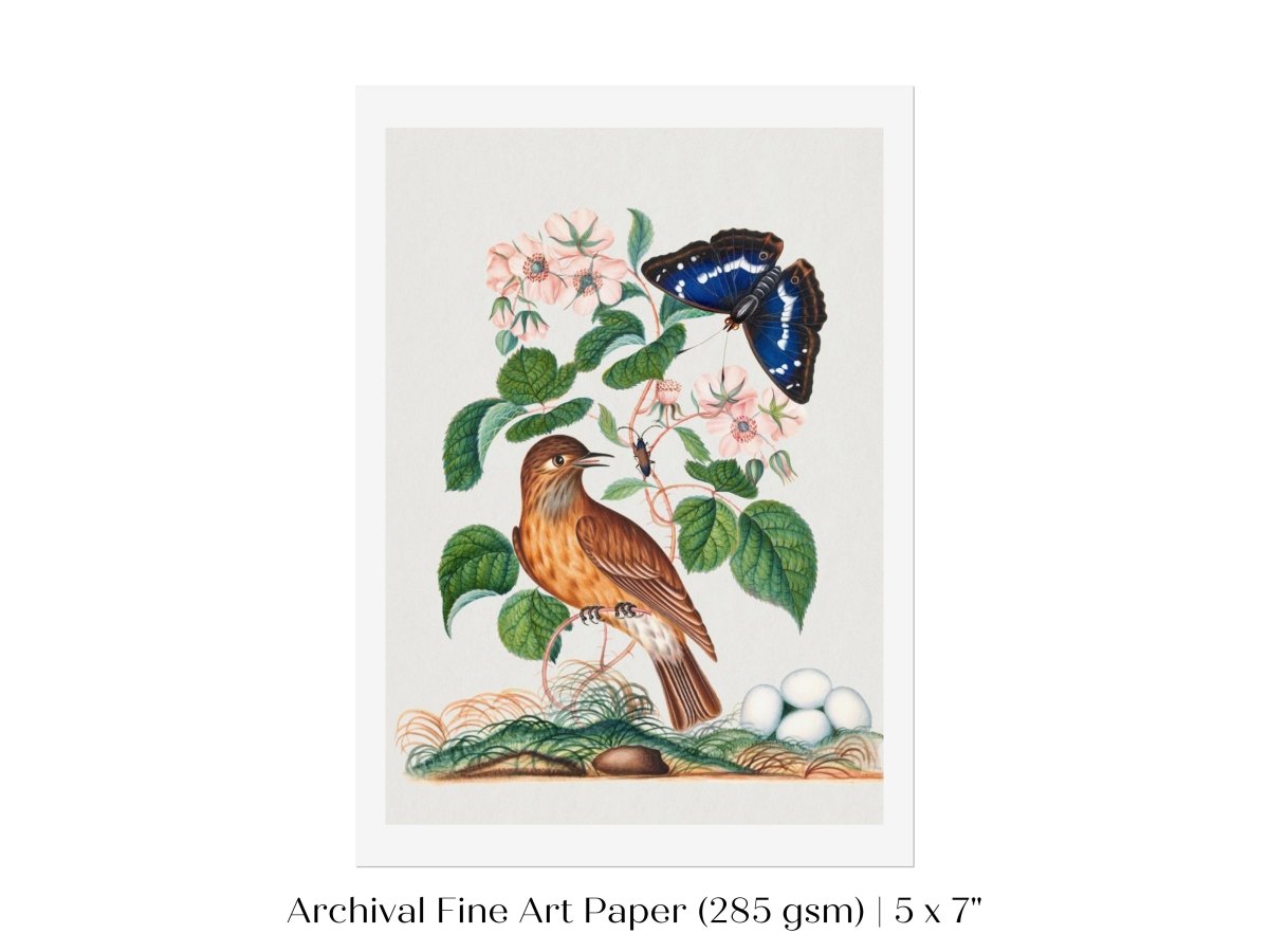 Spotted Flycatcher and Butterfly Illustration | P206 - Single Art Prints - Piccolo Fiore Prints