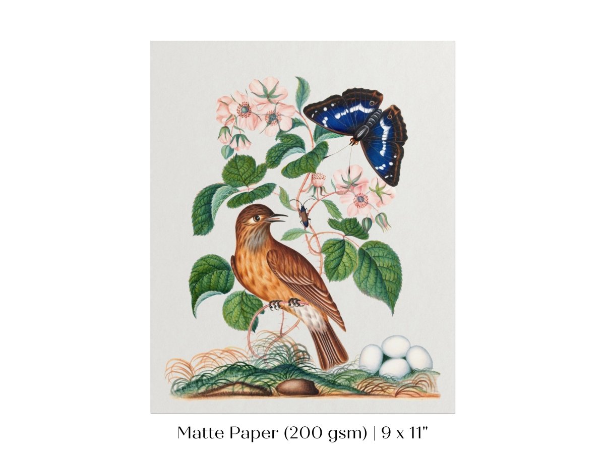 Spotted Flycatcher and Butterfly Illustration | P206 - Single Art Prints - Piccolo Fiore Prints