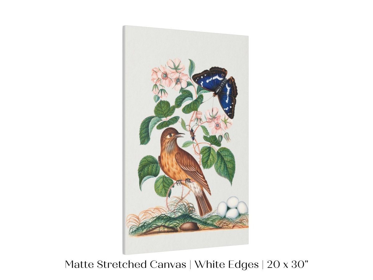 Spotted Flycatcher and Butterfly Illustration | P206 - Single Art Prints - Piccolo Fiore Prints
