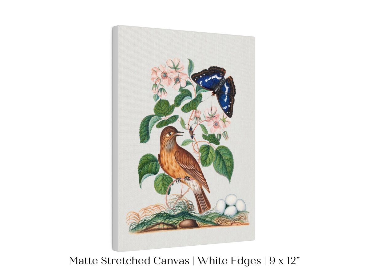 Spotted Flycatcher and Butterfly Illustration | P206 - Single Art Prints - Piccolo Fiore Prints