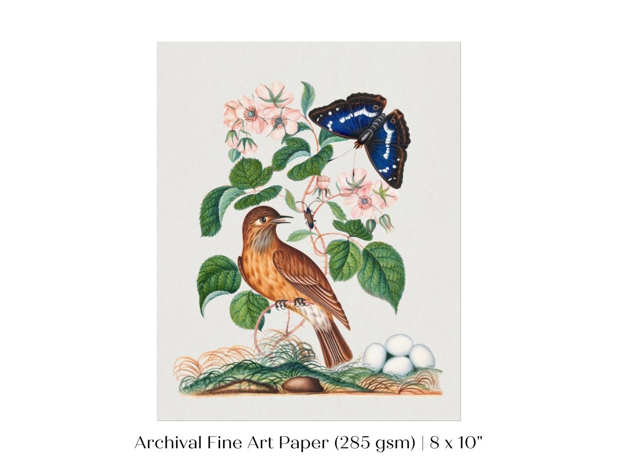 Spotted Flycatcher and Butterfly Illustration | P206 - Single Art Prints - Piccolo Fiore Prints