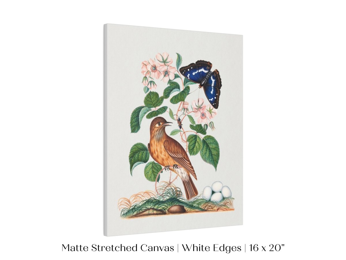 Spotted Flycatcher and Butterfly Illustration | P206 - Single Art Prints - Piccolo Fiore Prints