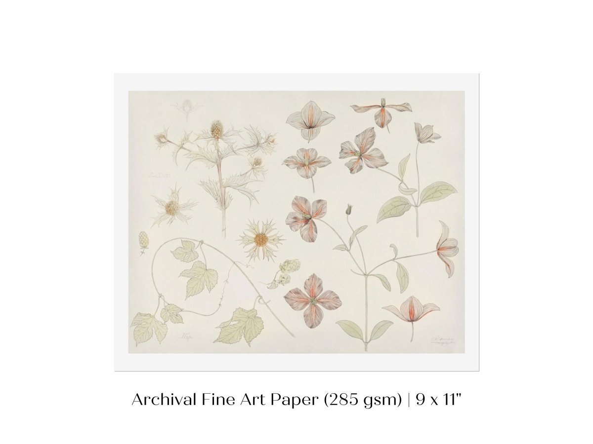 Study Sheet with Sea Thistle, Hop and Clematis | P149 - Single Art Prints - Piccolo Fiore Prints