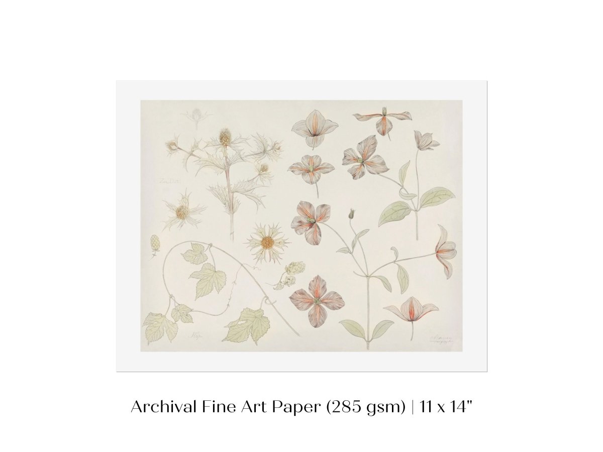 Study Sheet with Sea Thistle, Hop and Clematis | P149 - Single Art Prints - Piccolo Fiore Prints