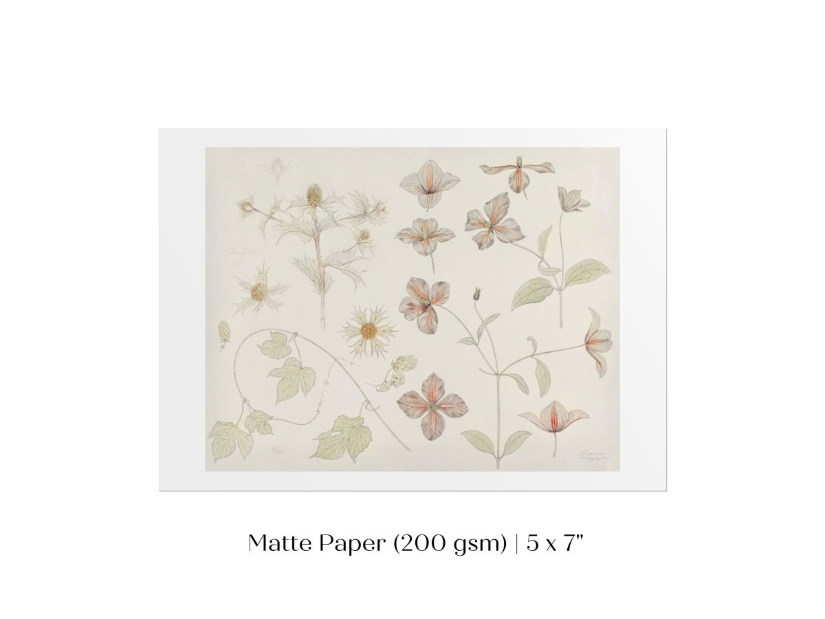 Study Sheet with Sea Thistle, Hop and Clematis | P149 - Single Art Prints - Piccolo Fiore Prints