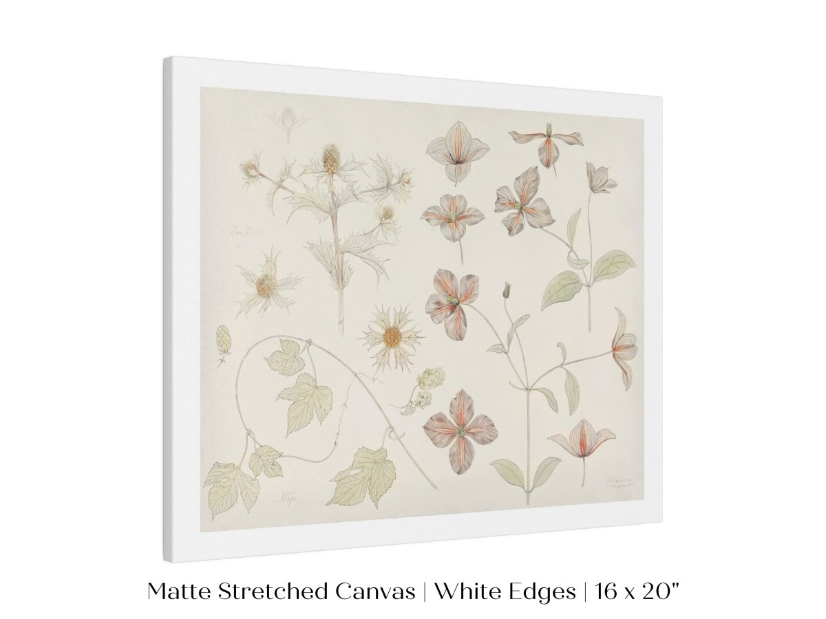 Study Sheet with Sea Thistle, Hop and Clematis | P149 - Single Art Prints - Piccolo Fiore Prints