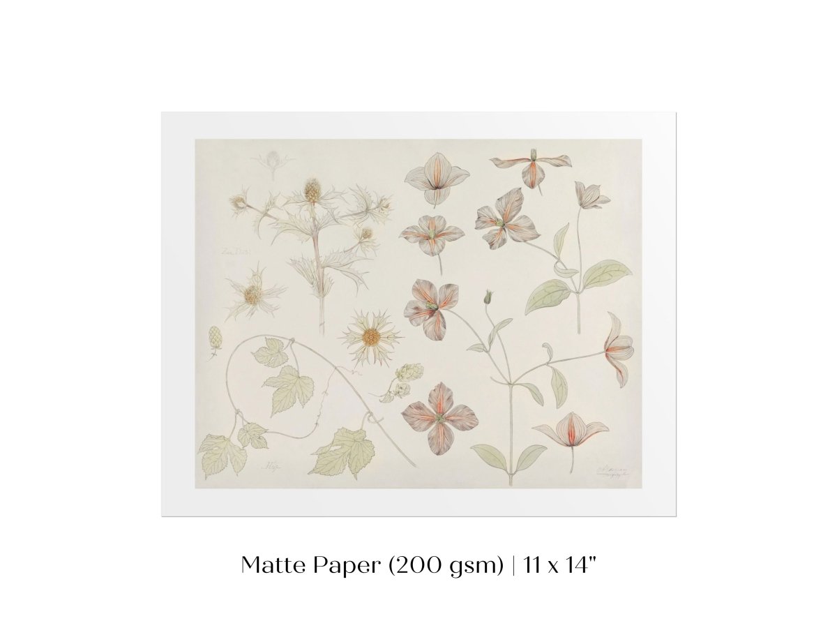 Study Sheet with Sea Thistle, Hop and Clematis | P149 - Single Art Prints - Piccolo Fiore Prints
