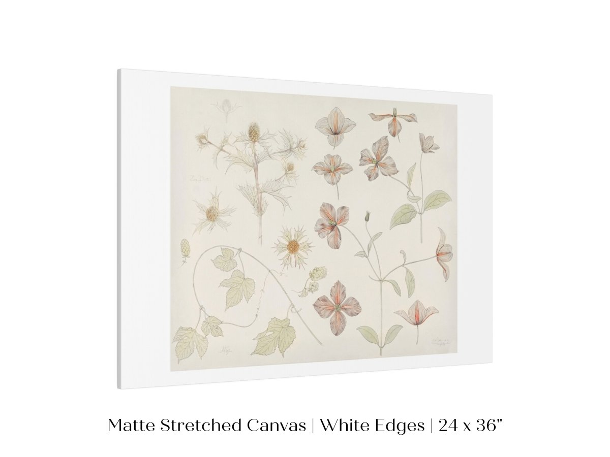Study Sheet with Sea Thistle, Hop and Clematis | P149 - Single Art Prints - Piccolo Fiore Prints