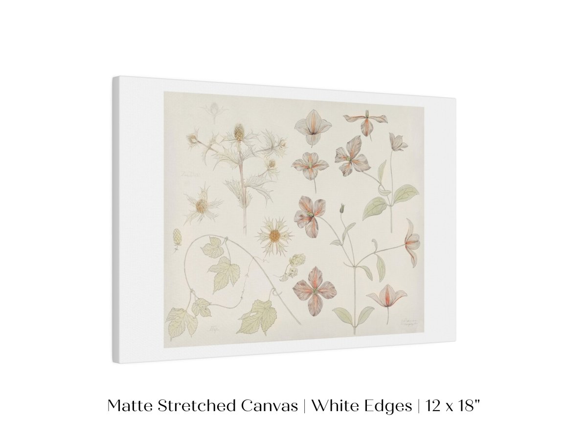 Study Sheet with Sea Thistle, Hop and Clematis | P149 - Single Art Prints - Piccolo Fiore Prints