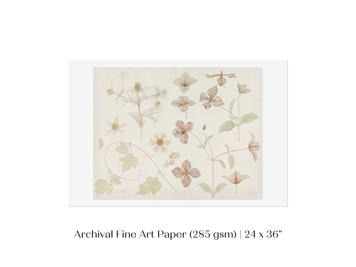 Study Sheet with Sea Thistle, Hop and Clematis | P149 - Single Art Prints - Piccolo Fiore Prints