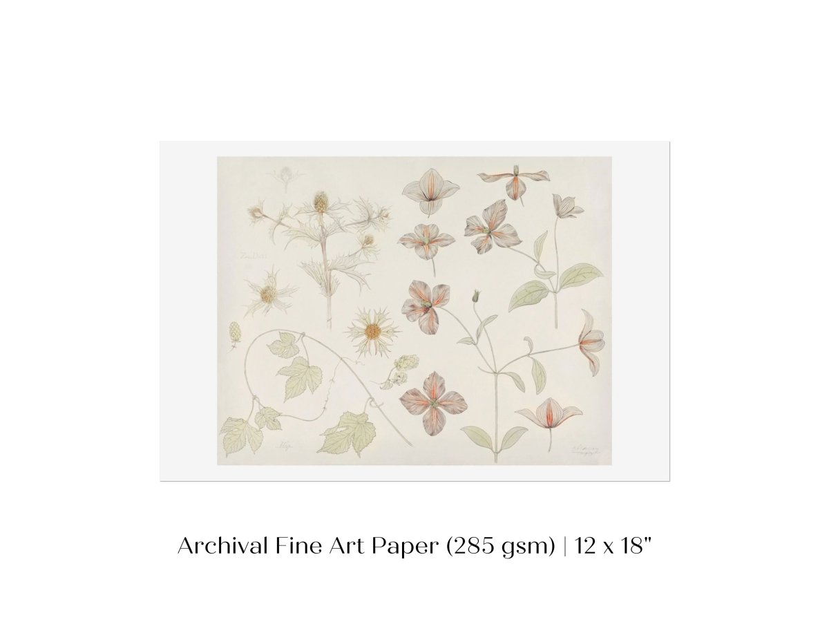 Study Sheet with Sea Thistle, Hop and Clematis | P149 - Single Art Prints - Piccolo Fiore Prints