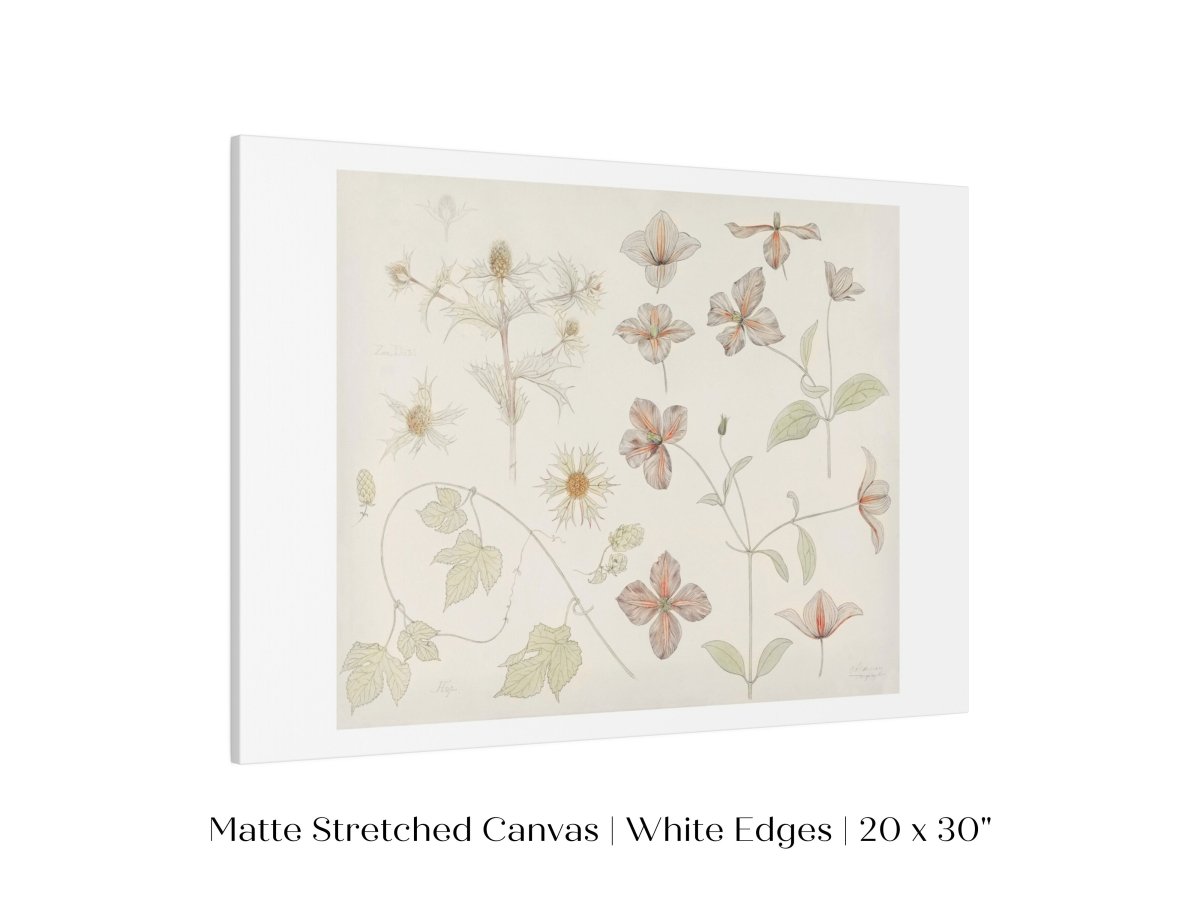 Study Sheet with Sea Thistle, Hop and Clematis | P149 - Single Art Prints - Piccolo Fiore Prints