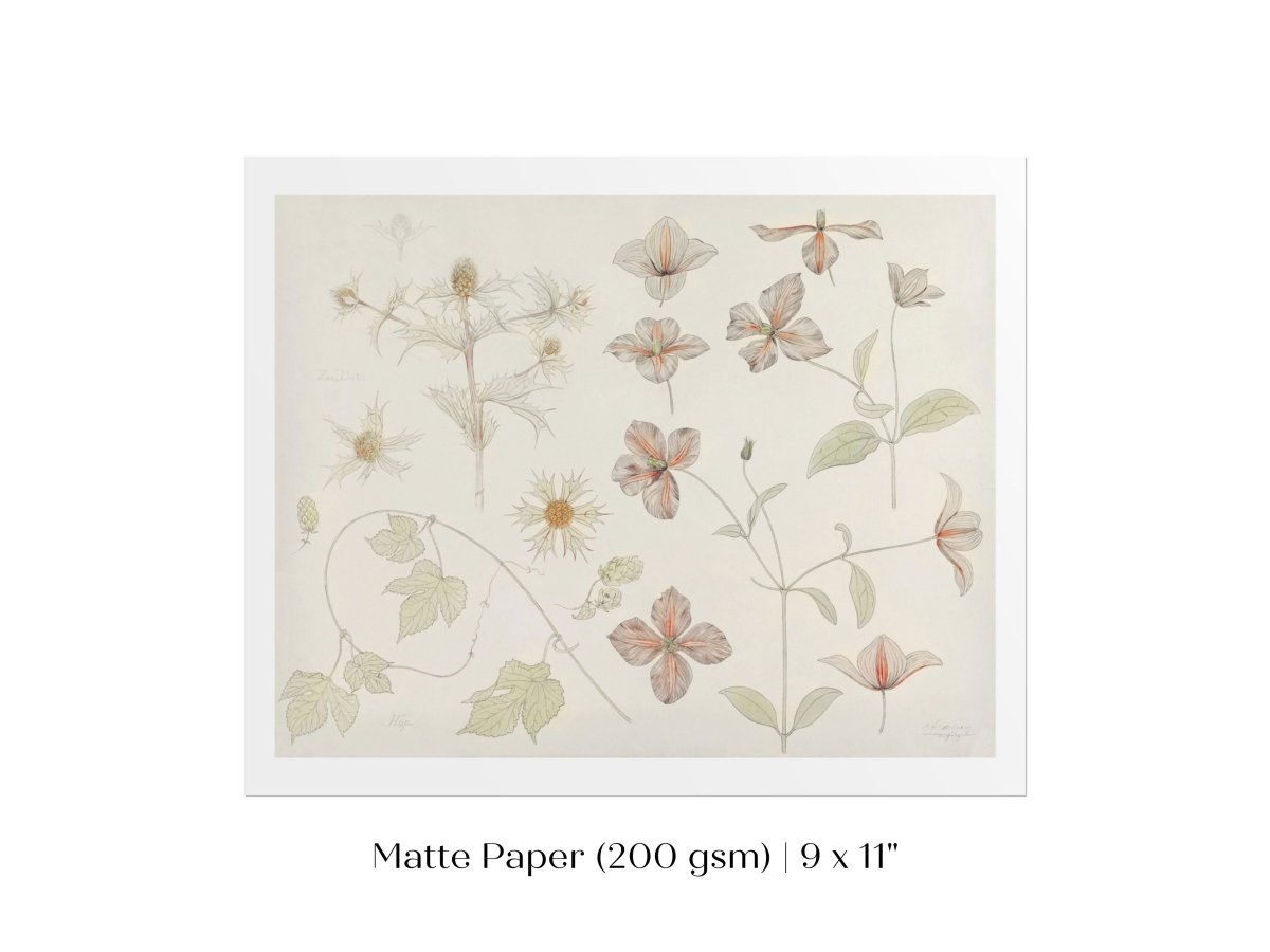 Study Sheet with Sea Thistle, Hop and Clematis | P149 - Single Art Prints - Piccolo Fiore Prints