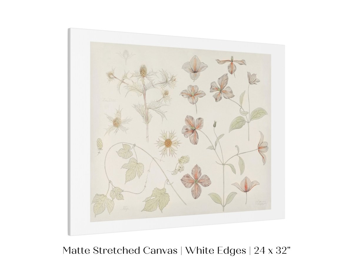 Study Sheet with Sea Thistle, Hop and Clematis | P149 - Single Art Prints - Piccolo Fiore Prints
