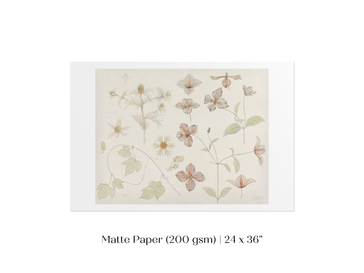 Study Sheet with Sea Thistle, Hop and Clematis | P149 - Single Art Prints - Piccolo Fiore Prints