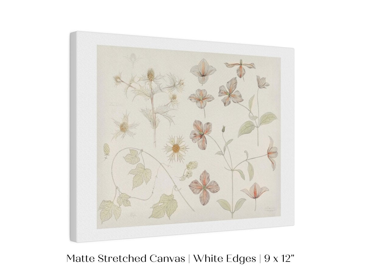 Study Sheet with Sea Thistle, Hop and Clematis | P149 - Single Art Prints - Piccolo Fiore Prints