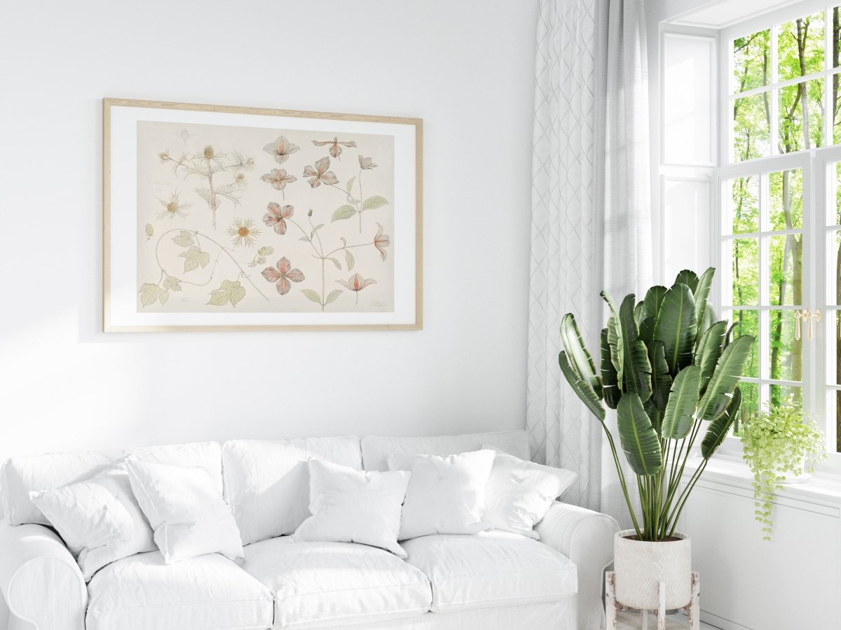 Study Sheet with Sea Thistle, Hop and Clematis | P149 - Single Art Prints - Piccolo Fiore Prints