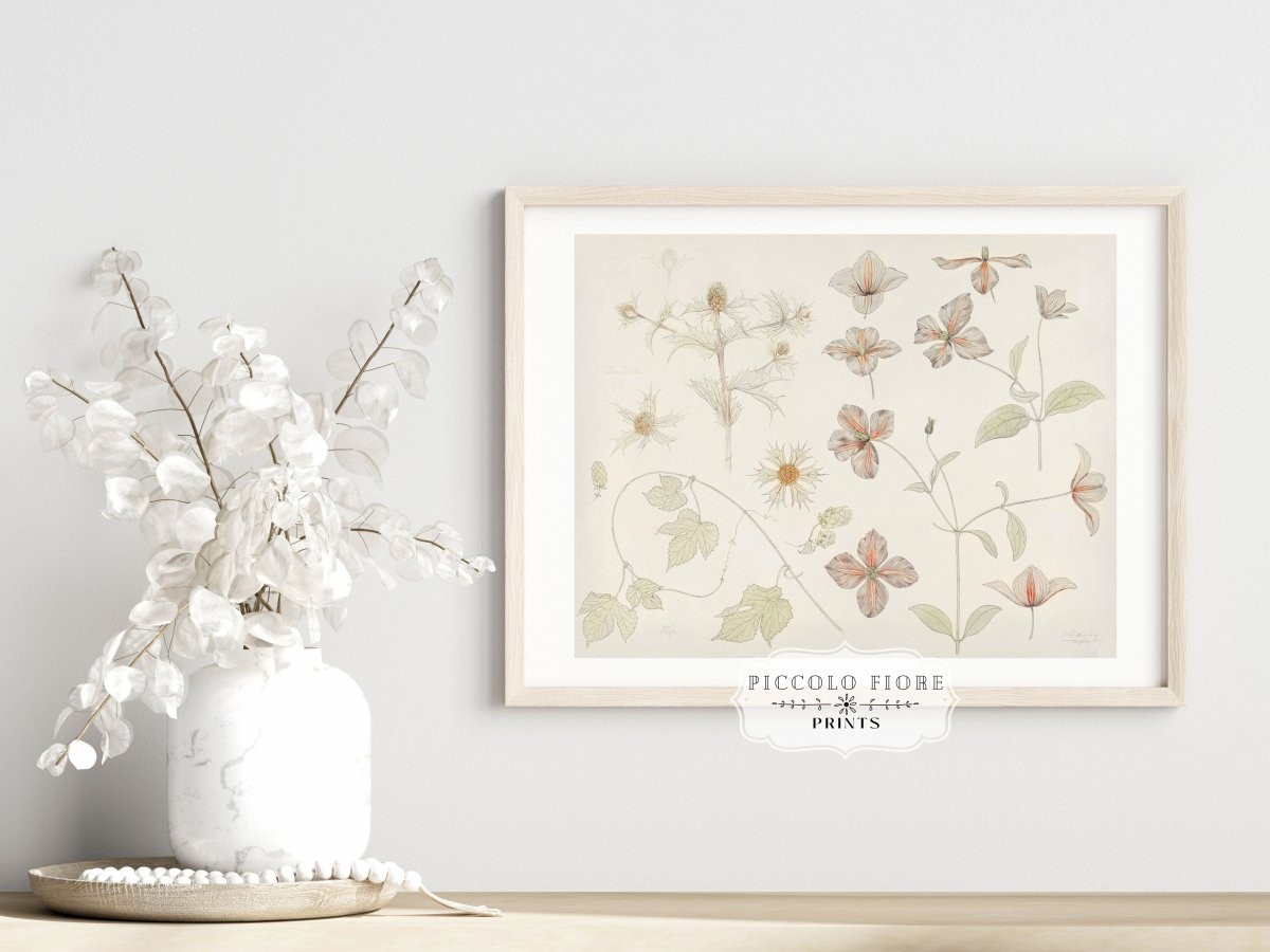 Study Sheet with Sea Thistle, Hop and Clematis | P149 - Single Art Prints - Piccolo Fiore Prints