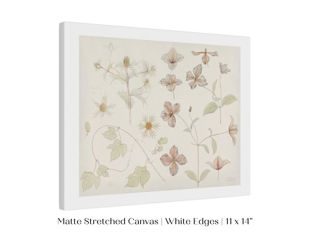 Study Sheet with Sea Thistle, Hop and Clematis | P149 - Single Art Prints - Piccolo Fiore Prints